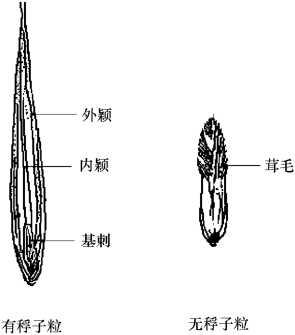 五、燕麥的分類及子粒結(jié)構(gòu)